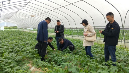 省農(nóng)技專家深入我縣指導(dǎo)糧油生產(chǎn) 助力種植技術(shù)優(yōu)化升級