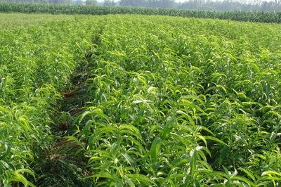 新川中島樹苗種植技術詳解