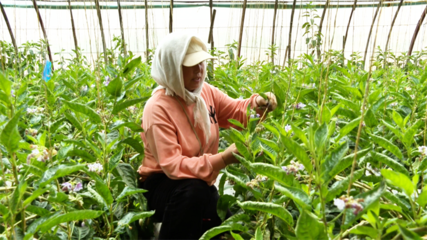 張掖市人民政府推動(dòng)種植技術(shù)開發(fā)，助力農(nóng)業(yè)現(xiàn)代化