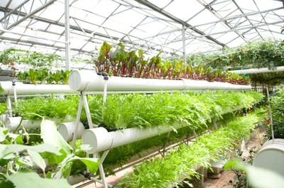 南寧市泰寧伶俐農(nóng)民專業(yè)合作社 創(chuàng)新種植技術(shù)開發(fā)，助推農(nóng)業(yè)現(xiàn)代化