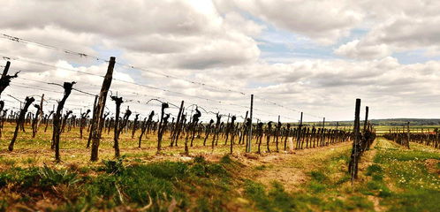 探訪法國葡萄園 種植技術的革新比登埃菲爾鐵塔更具深意