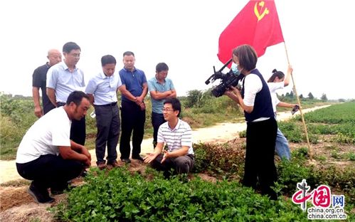江蘇睢寧 黨建引領(lǐng)，小菊花開(kāi)出“黃金花”