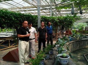 城關(guān)街道五里鋪村干部赴楊凌取經(jīng)，蓄力大棚蔬菜種植技術(shù)新篇章