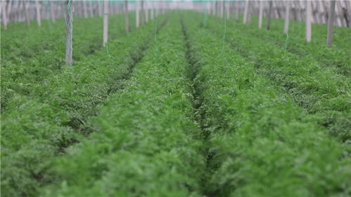 以綠為筆，山東書(shū)寫(xiě)高質(zhì)量發(fā)展新篇章——鳳凰網(wǎng)山東聚焦種植技術(shù)開(kāi)發(fā)