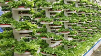 無(wú)土栽培技術(shù) 應(yīng)對(duì)耕地缺失，引領(lǐng)現(xiàn)代農(nóng)業(yè)發(fā)展的新路徑